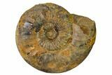 Iron Replaced Ammonite Fossil - Boulemane, Morocco #164470-1
